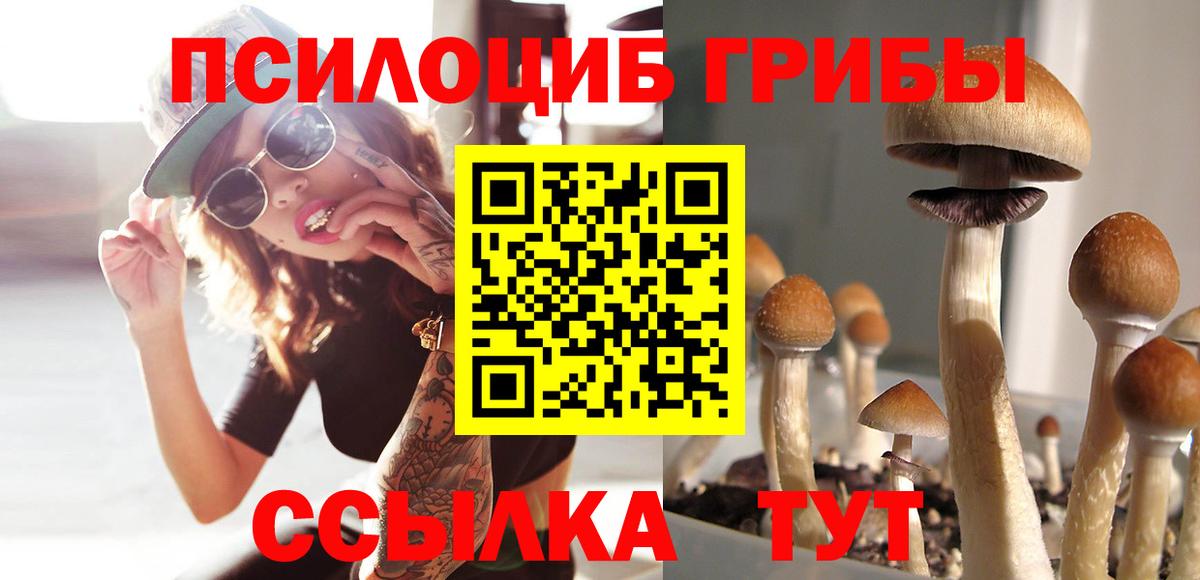 купить   Вход с VPN  Арсеньев  Галлюциногенные грибы Psilocybine cubensis 